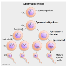 Spermatogenesis dan Oogenesis (Laporan Praktikum ...